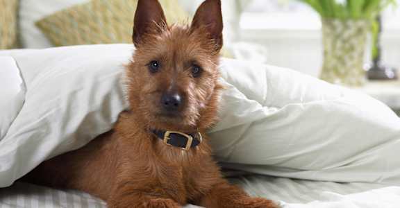 Dog on Bed at Hanover Terrace Apartments