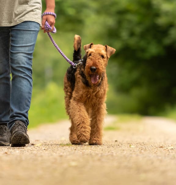 a person walking a dog on a leash