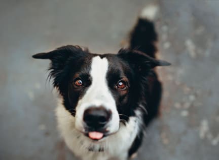 Happy Dog at Berkshire Coral Gables in Florida 33146