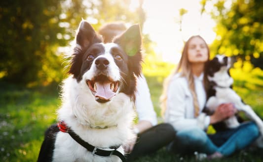 two women sitting in the grass with their dogs