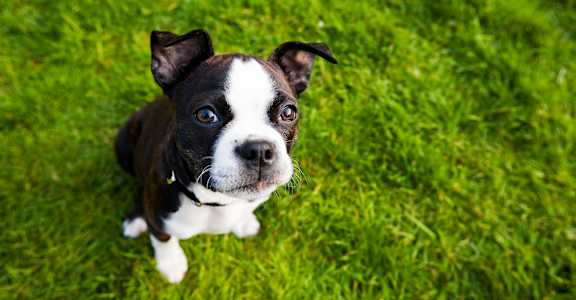 Boston Terrier for South Ridge Apartments