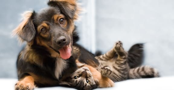 Cat and Dog 