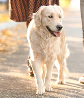 A white dog is walking on a sidewalk with people behind it.