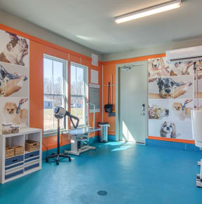 a room with orange walls and a blue floor with pictures of dogs on the walls at Artistry at Winterfield Apartments, Virginia
