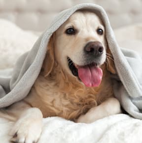 A dog is wrapped in a grey blanket and sticking its tongue out.
