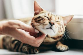 a person petting a cat