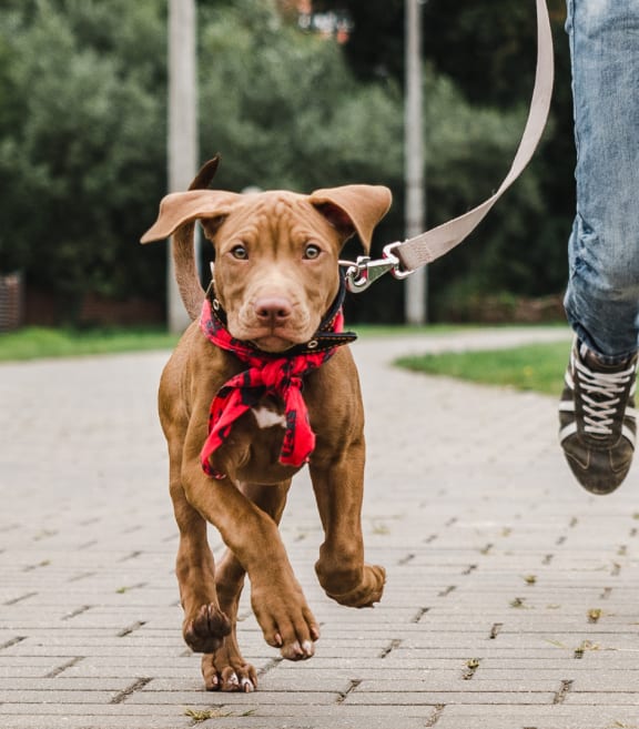 a man walking a dog on a leash