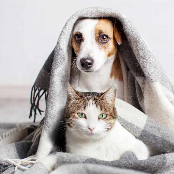 A cat and a dog are sitting under a grey blanket.