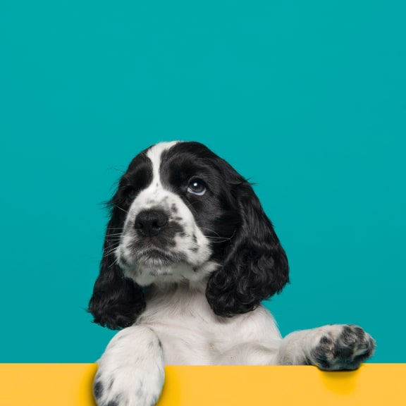 a black and white dog looking over a yellow table