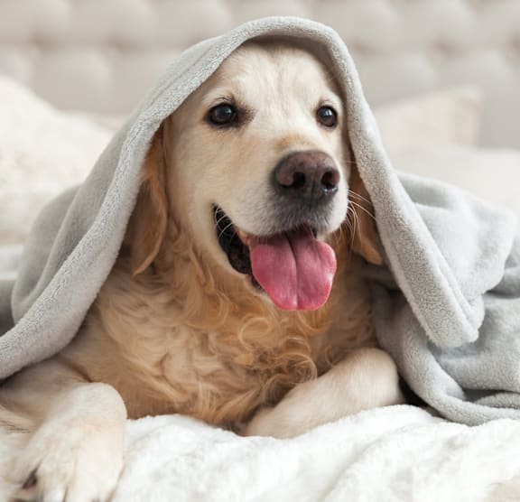 A dog is wrapped in a grey blanket and is lying on a bed. at Hunter's Ridge Apartments, Fayetteville, North Carolina