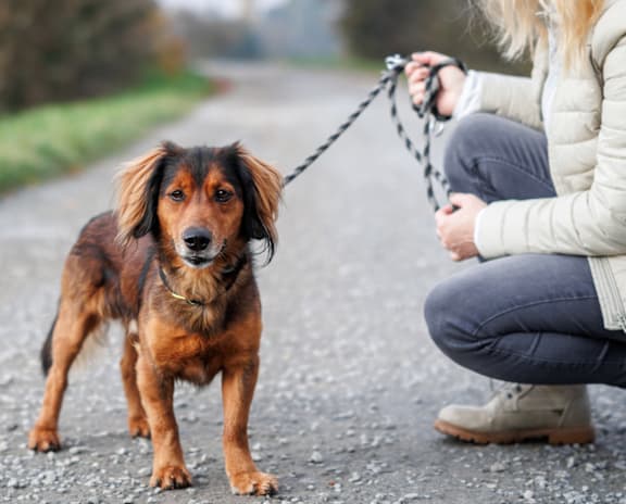 A woman is walking her dog on a leash.
