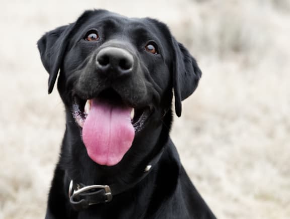 a black dog with its tongue out