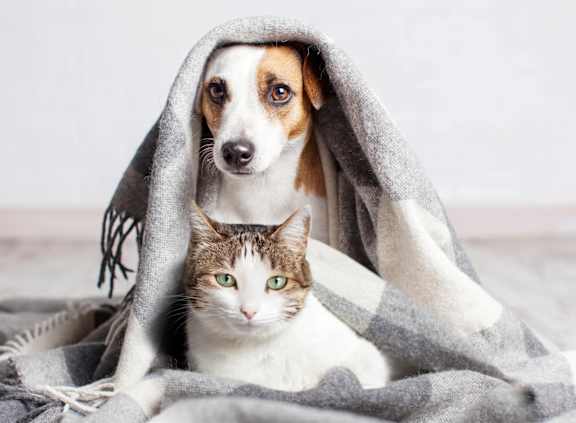 A cat and a dog are sitting under a grey blanket.