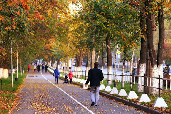 A man walking down a tree-lined street with a child in a stroller.