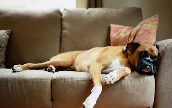 a large dog laying on a couch at London House Apartments, Kansas