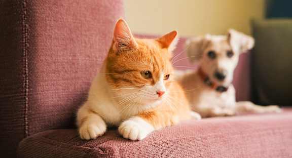 Orange tabby cat lounging on a sofa with a dog in the background at the pet-friendly community of Siena Tuscan Village.