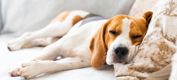 A dog is sleeping on a couch with its head resting on a pillow.