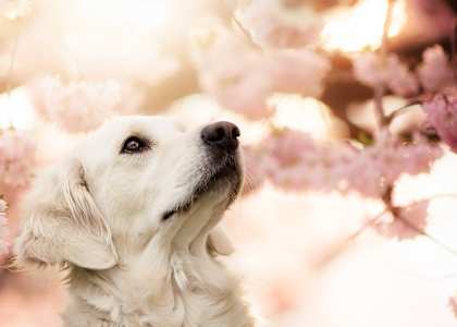 a dog in a cherry blossom tree