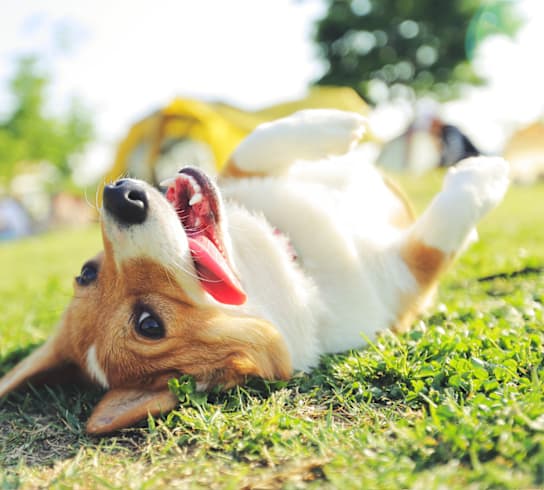 A corgi dog is lying on its back on the grass.