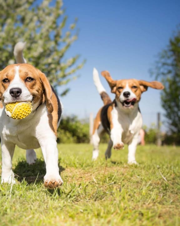 Dogs Running Outdoors at Deer Crest Apartments, Broomfield