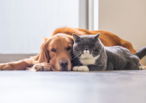 a dog and a cat laying next to each other on the floor at CityView, Missouri, 64116