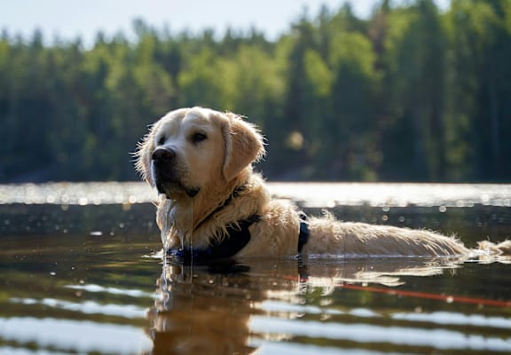 A dog is swimming in a body of water.