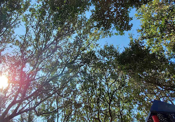 a tree with the sun shining through it