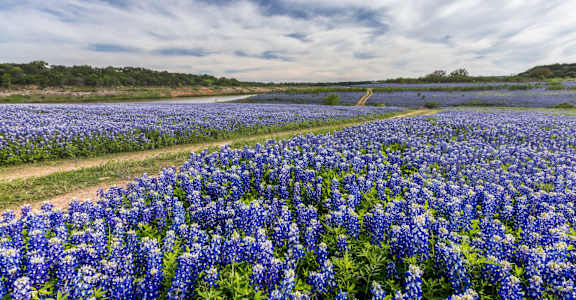 a field of bluebells in a bluebonnet field