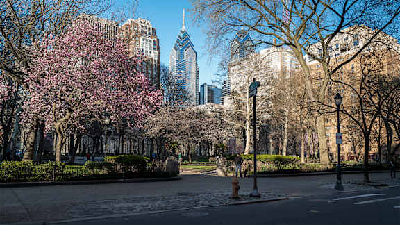 A city street with a tree with pink flowers in the foreground.