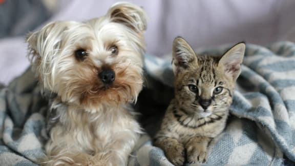 a dog and a cat laying on a blanket