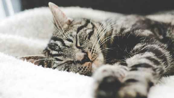A tabby cat is sleeping on a white blanket.