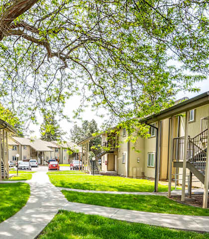 A tree in a grassy area with apartment buildings in the background.