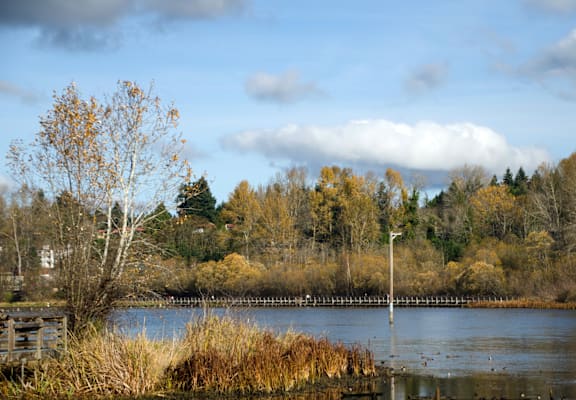 A tree with yellow leaves stands next to a body of water.
