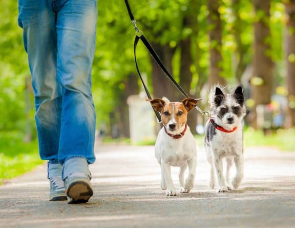 Man walking Dog at The Montecito, Colorado Springs