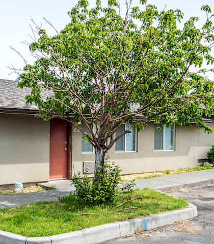 a small house with a tree in front of it