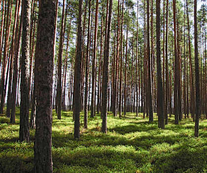Forest View at Butterfield Apartments, Flagstaff, AZ, 86004