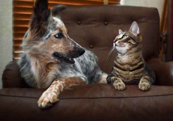 Cat and Dog on a chair