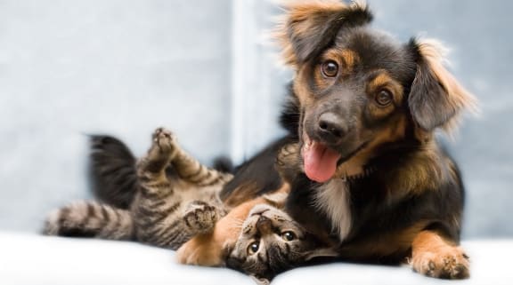 Dog and cat cuddling