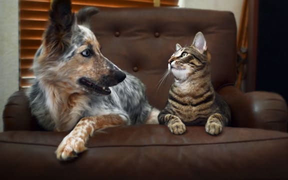 Pet-Friendly Apartments at The Santal
