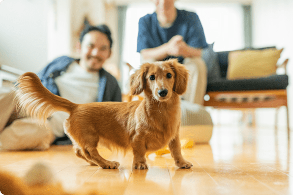 A small brown dog is standing in a living room with a man sitting on the couch behind it.