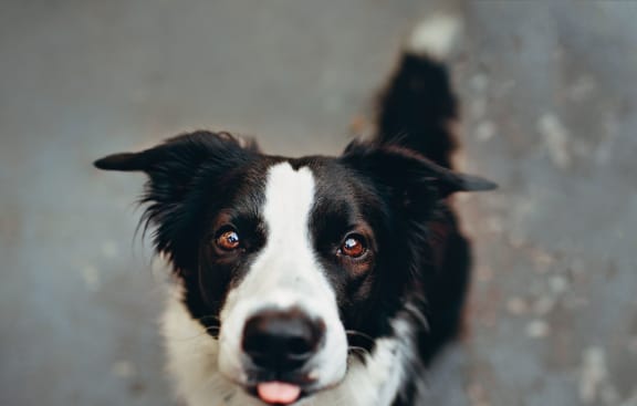 Happy Dog at Reveal 54, Texas, 78626