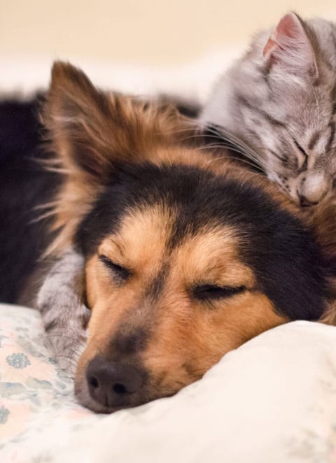 Pet-Friendly-at The Cambric Senior Apartments, St. Paul, MN