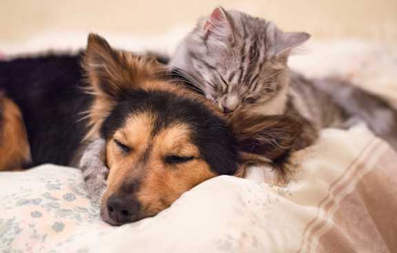 Pet Friendly at Falls Pointe at the Park, North Carolina, 27713