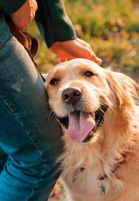 A person is petting a happy dog.