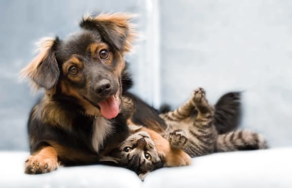 Puppy and Cat at The Dakota Apartments, Florida