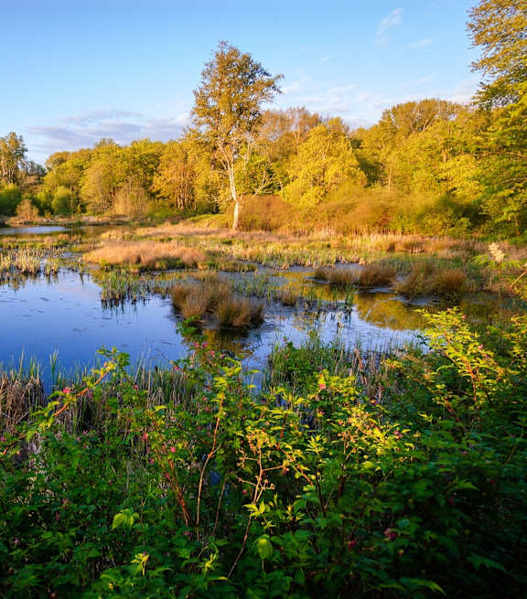 A serene landscape with a pond, trees, and a clear sky.