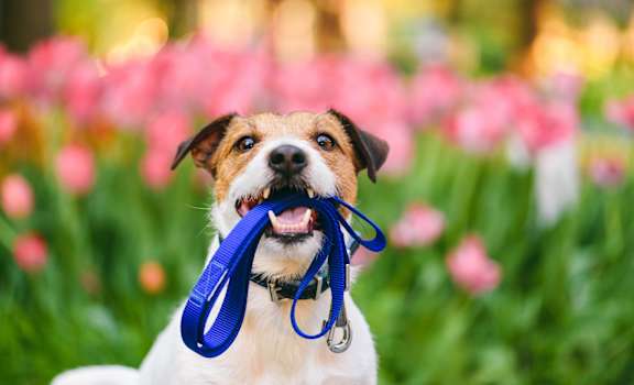 A dog with a blue leash in its mouth is sitting in a field of pink flowers.