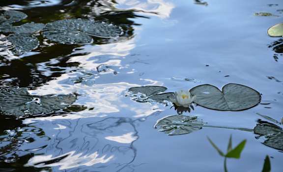 A water lily in a pond with ripples on the water's surface.