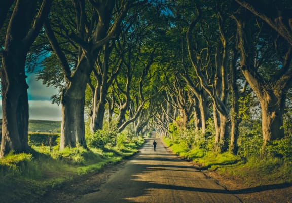 Man Walking on Open Road Through Tunnel of Trees