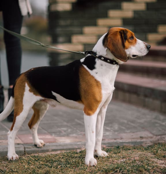Dog on leash in park